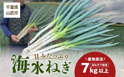 【山武市限定栽培】泥ネギでドドンと配送！ミネラル豊富で甘みたっぷりの「海水ネギ」７kg以上 / 地元の道の駅オライはすぬまで大人気の農家から直送!  【発送期間は12月～2月】SMCV002