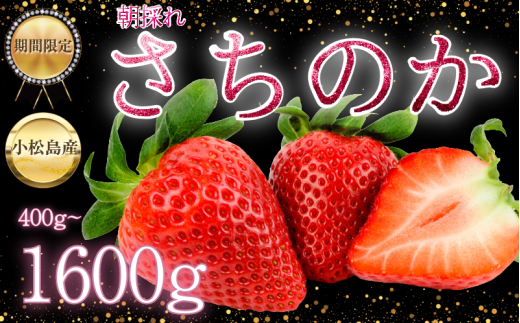 【2026年3月発送】　さちのか いちご 選べる容量 400g~1.6kg 苺 イチゴ ストロベリー strawberry フルーツ 果物 旬 数量限定 期間限定 産地直送 ichigo 小松島市