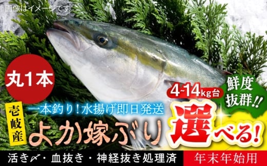 【12/20～翌1/5お届け】壱岐島産天然寒ブリ よか嫁ぶり（6キロ台・丸もの）《壱岐市》【壱岐島 玄海屋】 [JBS132]