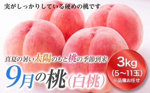 《先行予約 2026年度発送》山形の9月の桃（白桃）3kg  もも モモ 桃 デザート フルーツ 果物 くだもの 果実 食品 山形県 FSY-1825
