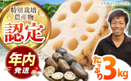 【12/15入金まで年内発送】【特別栽培農産物 認定】＜地元江北町産＞ 泥付き 蓮根 3kg【百武青果】 [HAE001] 蓮根 れんこん レンコン
