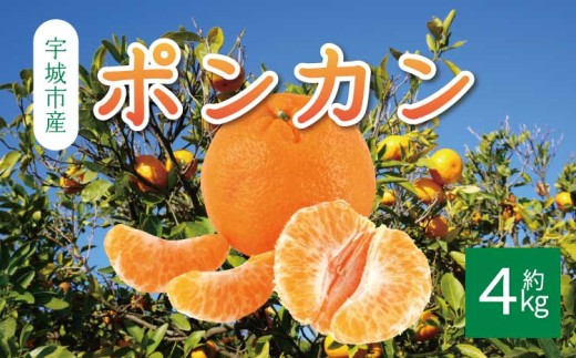 先行予約 ポンカン 約4kg (20玉前後) 【2026年1月上旬から2月上旬発送予定】フルーツ 果物 くだもの 熊本県産 九州産 国産 送料無料 ひでみかん