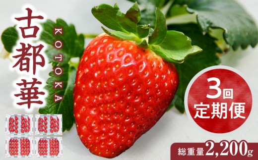 【1～5月発送】高級いちご「古都華」　3回定期便