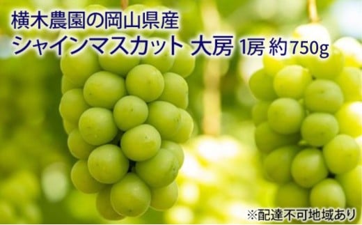 ぶどう 2026年 先行予約 シャイン マスカット 大房1房 約750g 贈答用 ブドウ 葡萄  岡山県産 国産 フルーツ 果物 ギフト 横木農園 ジューシー 種無し 贈り物 岡山県産ぶどう  [№5735-1636]