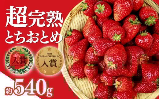 いちご 「茂木完熟いちご」　いちご選手権入賞 とちおとめ レギュラーサイズ 約270g×2パック 合計 約540g【1月中旬以降発送】 | いちご イチゴ 苺  とちおとめ ストロベリー 完熟 甘い あまい  第１回いちご選手権入賞 果物 フルーツ くだもの 旬 産地直送 栃木県産 美土里農園 栃木県 茂木町