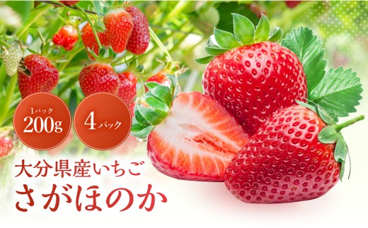 大分県産いちご さがほのか 約 800g ( 200g×4パック ) | 苺 イチゴ いちご ベリー フルーツ 果物 くだもの 九州産 大分県産 国産 産地直送 大分県 中津市