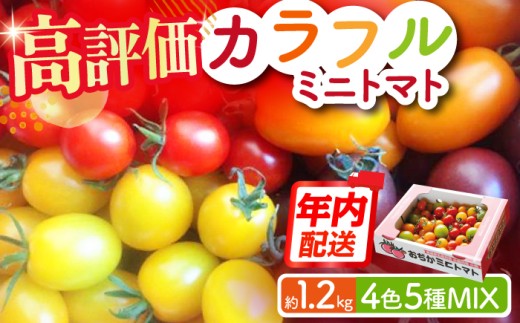 【年内配送】【4色5種MIX】カラフルミニトマト 約1.2kg トマト とまと 新鮮 サラダ 野菜 やさい 九州 小値賀町 りんたろうふぁ～む [DAE001]  1万円 以上 15000円 397140 - 長崎県小値賀町