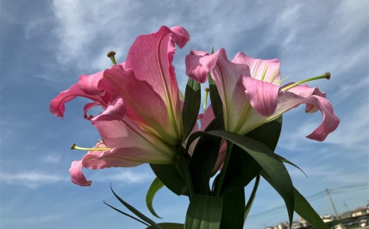 百合 マスター（ピンク）30輪