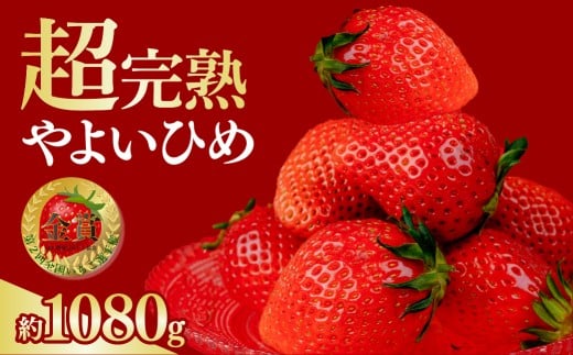 いちご 選手権金賞農園の 厳選&完熟&朝摘み やよいひめ レギュラーサイズ 約270g × 4パック 合計 約1080g【3月以降発送】 | いちご イチゴ 苺 やよいひめ 第1回いちご選手権金賞 ブランドいちご ストロベリー 甘い あまい 完熟 果物 フルーツ くだもの 旬 産地直送 栃木県産 鈴木ファーム 栃木県 茂木町