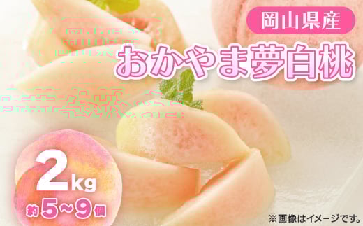 ＜2026年先行予約＞2026年8月上旬頃より発送予定・岡山の白桃・おかやま夢白桃(2kg箱)_桃 白桃 もも モモ 甘い 果物 くだもの フルーツ デザート 岡山県 津山市 国産 産直 産地直送 ギフト プレゼント 贈り物 送料無料【1484603】