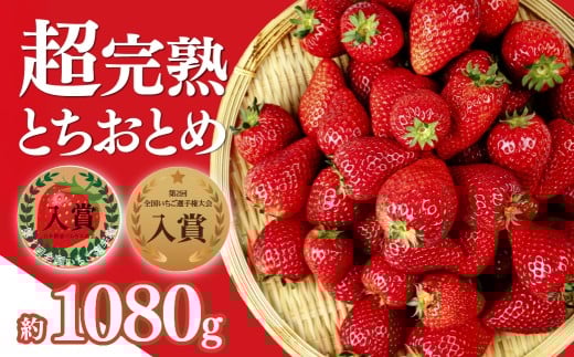 いちご 「茂木完熟いちご」いちご選手権入賞 とちおとめ レギュラーサイズ 約270g×4パック 合計 約1080g【3月以降発送】 | いちご イチゴ 苺 とちおとめ ストロベリー 完熟 甘い あまい  第１回いちご選手権入賞  果物 フルーツ くだもの 旬 産地直送 栃木県産 美土里農園 栃木県 茂木町