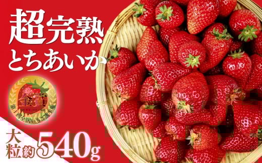 いちご 「茂木完熟いちご」　第1回いちご選手権金賞 とちあいか 大粒 約270g × 2パック 合計 約540g【1月中旬以降発送 | いちご イチゴ 苺 ストロベリー とちあいか 完熟 果物 フルーツ 甘い あまい 大粒  特大 第１回いちご選手権金賞  ブランドいちご くだもの 旬 産地直送 栃木県産 美土里農園 栃木県 茂木町