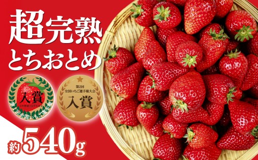 いちご 第１回いちご選手権入賞 とちおとめ レギュラーサイズ 約270g×2パック 合計 約540g 【選べる発送月】| いちご イチゴ 苺  ストロベリー とちおとめ 完熟 甘い あまい 第１回いちご選手権入賞  果物 フルーツ くだもの 旬 産地直送 栃木県産 美土里農園 栃木県 茂木町