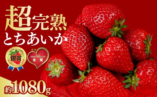 いちご 選手権金賞農園の 厳選&完熟&朝摘み とちあいか レギュラーサイズ 約270g × 4パック 合計1080g【1月中旬以降発送】| いちご イチゴ 苺 とちあいか とちおとめ 第1回いちご選手権金賞 ブランドいちご ストロベリー  完熟 甘い あまい 果物 フルーツ くだもの 旬 産地直送 栃木県産 鈴木ファーム 栃木県 茂木町