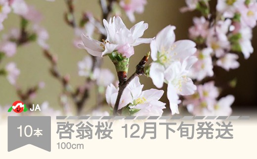 啓翁桜 100cm 10本 ケイオウザクラ さくら 2025年産 令和7年産 山形県村山市産 令和7年12月下旬発送 ja-kshdx100 653886 - 山形県村山市