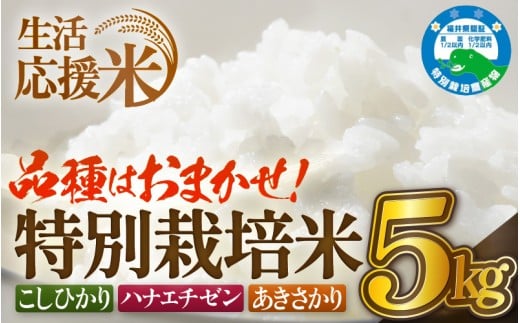 【生活応援米】令和7年産 米 特別栽培米 5kg 福井県越前町産 【選べる精米方法：白米/玄米】【お米 コメ kome 5キロ 家庭用 白米 玄米 農薬5割減】 [e81-a002]