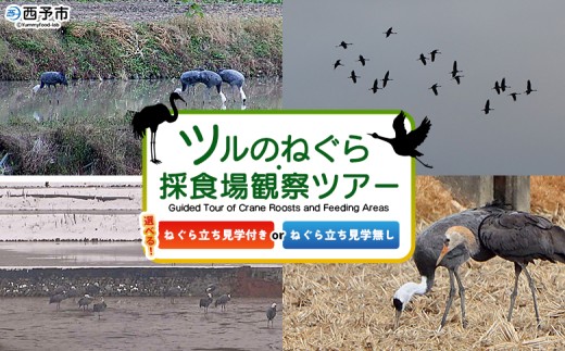 選べる内容 ＜ツルのねぐら・採食場観察ツアー＞ つる ツル 鶴 鳥 野鳥 貴重 体験 観察 ツアー ねぐら ネグラ ねぐら立ち ナベヅル 鍋鶴 マナヅル 真鶴 真名鶴 野鳥観察 採食場 西予市観光物産協会 愛媛県 西予市