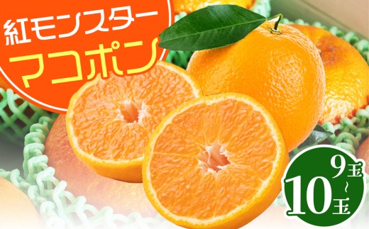 【数量限定】 紅モンスター マコポン 9～10玉 | フルーツ 果物 くだもの 果実 柑橘 柑橘類 まこぽん マコポン オレンジ ゼリーオレンジ 不知火 国産 中津市産 産地直送 大分県 中津市