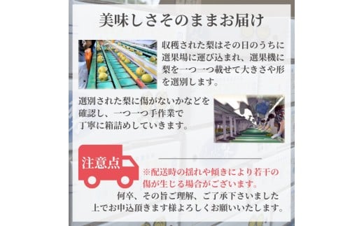 千葉県白井市のふるさと納税 【2026年秋収穫分】しろいの梨 幸水 5kg 14～18玉 予約受付