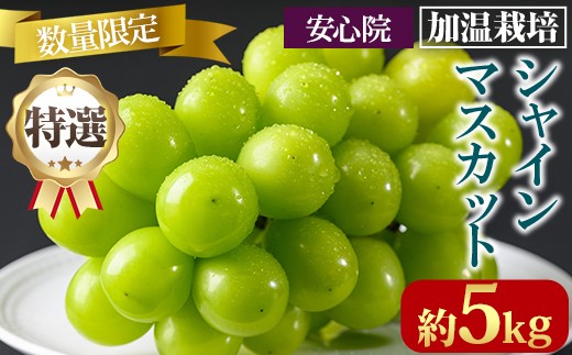 特選シャインマスカット 加温栽培(約5kg)シャインマスカット ぶどう 葡萄 フルーツ 果物 くだもの 果実 ＜先行予約受付中！2026年8月上旬から順次発送予定＞＜北海道、沖縄、離島配送不可＞【106300900】【大分県農業協同組合　北部エリア】 1952317 - 大分県宇佐市