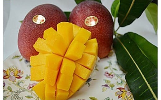 ＜先行予約＞石垣島産マンゴー (アーウィン種) 2～3玉 約1kg | マンゴー アップルマンゴー 沖縄県 IF-1 811058 - 沖縄県石垣市