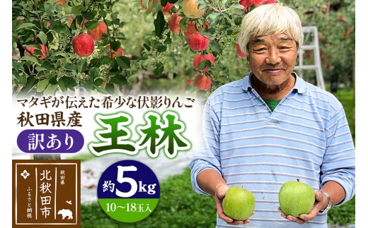 りんご 王林(訳あり)約5kg (10~18玉入) 伊東さんの「伏影りんご」 令和7年産 秋田県産 個数限定 リンゴ マタギのりんご