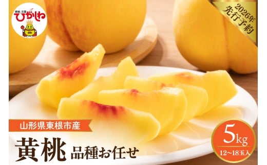 【2026年産先行予約】　採れたて黄桃(品種お任せ)  約5kg (12～18玉)晴天畑提供 山形県 東根市 hi026-058
