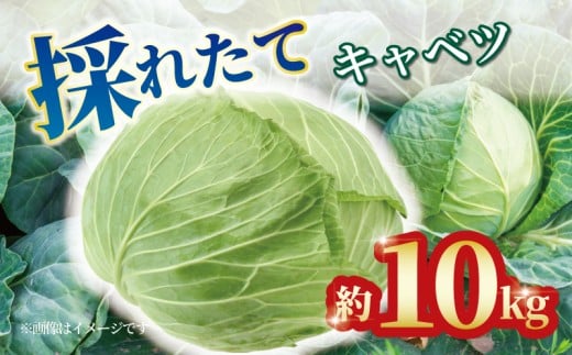 キャベツ 約10kg 4玉 ～ 8玉 野菜 新鮮 サラダ 千切り 旬 お好み焼き ロールキャベツ スープ 野菜炒め 浅漬け 味噌汁 回鍋肉 常備菜 春キャベツ 冬キャベツ グリーンキャベツ 香川県 丸亀市