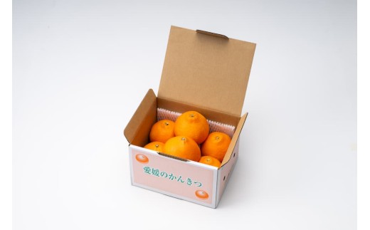 愛媛が誇るブランドみかん「紅まどんな」｜箱詰めイメージ（※ご家庭用）