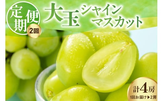 【先行予約】 【定期便】 令和8年産 大玉 シャインマスカット 2房 ( 1.4kg ) × 2回 2026年9月下旬頃～お届け予定 