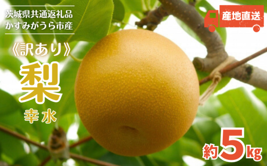 《訳あり》幸水　5kg（茨城県共通返礼品・かすみがうら市産） ／ 幸水 梨 なし ナシ 果物 くだもの フルーツ 訳あり 訳アリ 規格外 家庭用 5kg 産地直送 産直 茨城県 利根町