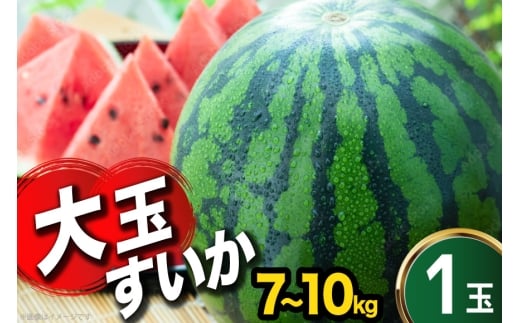 AJ634 【令和8年度出荷分】 まるき農園 大玉スイカ 2L～3Lサイズ（7～10kg）[ スイカ すいか 西瓜 大玉 大きい 2L 3L まるき農園 長崎県 島原市] 