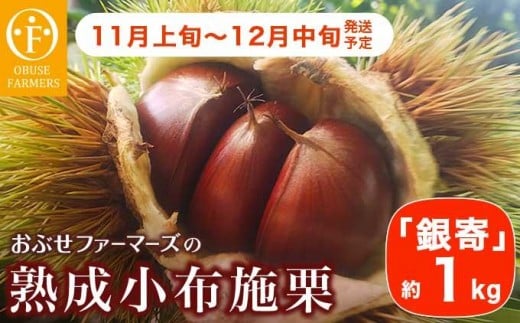 熟成小布施栗「銀寄」 約1kg ［おぶせファーマーズ］ 果物 フルーツ 生栗 くり 銀寄 長野県産 信州産 令和7年産 【2025年11月上旬～12月中旬発送】