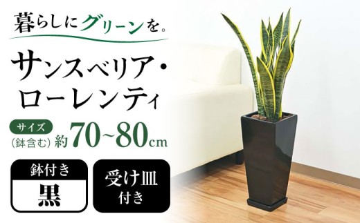観葉植物 サンスベリア ローレンティ 7号 黒 陶器鉢植え 75cm ロングスクエア/サンスベリア 鉢植え 観葉 植物 インテリア おしゃれ プレゼント/大村市/琴花園 [ACYK045] 2402807 - 長崎県大村市