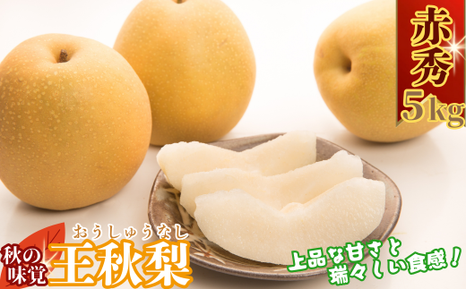 【2026年発送分】王秋梨(赤秀) 5kg