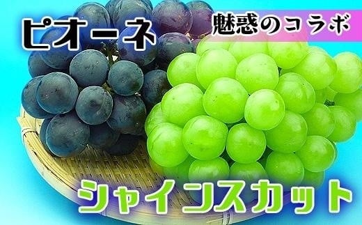 《2026年発送》シャインマスカット & ニューピオーネ セット 約2kg ( 種なしシャインマスカット 約1kg & 種なしニューピオーネ 約1kg ) 香川産 ｜ぶどう マスカット 人気品種 コラボ