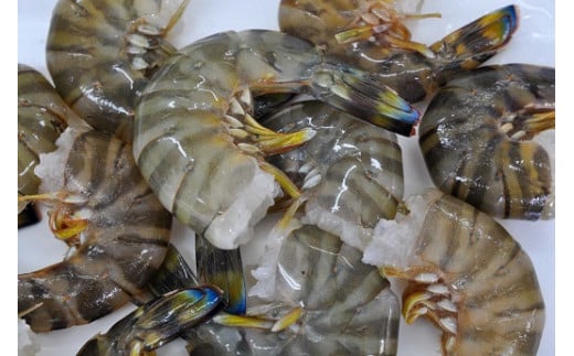 ザルに水揚げされた無頭車海老