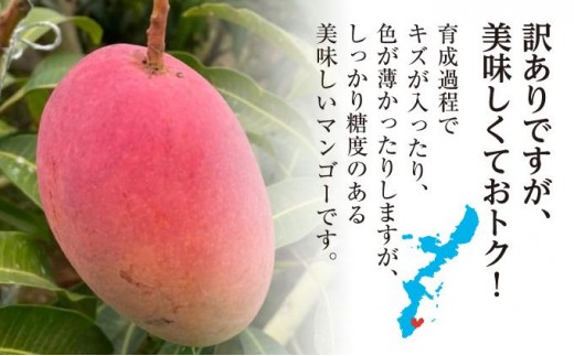 沖縄県南城市のふるさと納税 ★【2026年発送】＜訳あり・ご家庭用＞完熟アップルマンゴー約2kg（白箱）3玉～7玉