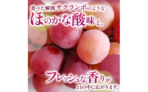 長野県飯田市のふるさと納税 【2026先行予約】産地厳選! 長野県産 クイーンルージュ ® 秀品 約1kg〈2026年10月中旬～11月上旬発送〉| 果物 くだもの フルーツ ぶどう ブドウ 葡萄 クイーンルージュ® 種なし 長野県 信州 南信州 飯田市
