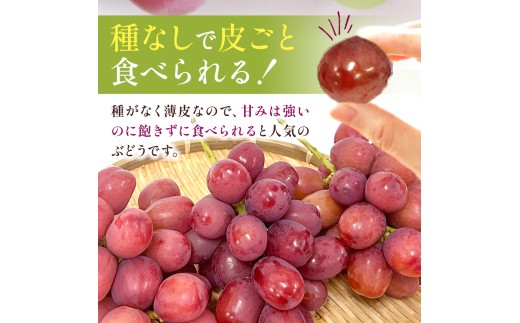 長野県飯田市のふるさと納税 【2026先行予約】産地厳選! 長野県産 クイーンルージュ ® 秀品 約1kg〈2026年10月中旬～11月上旬発送〉| 果物 くだもの フルーツ ぶどう ブドウ 葡萄 クイーンルージュ® 種なし 長野県 信州 南信州 飯田市