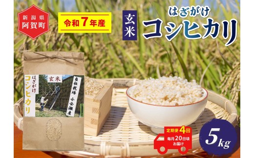 《令和7年産米》【定期便】4回　越後奥阿賀産はざがけ（天日干し）コシヒカリ　玄米5kg（1袋）