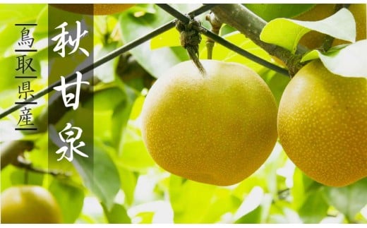 プレミアム秋甘泉 5kg