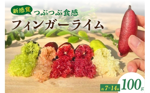 新感覚つぶつぶ食感！フィンガーライム　100ｇ（約7～14本）フルーツ 果物 国産 柑橘 フルーツキャビア 森のキャビア デザート 希少 鈴園 愛知県 常滑市