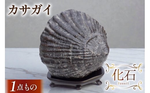 化石 カサガイ 北海道産 [加藤樹石苑 北海道 歌志内市 01227an019] 1点物 北海道産 インテリア 置物 コレクション 鉱石