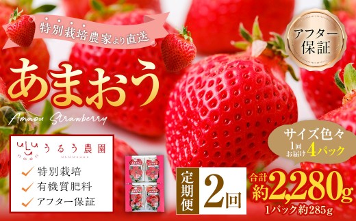 【2026年3月上旬～4月下旬発送予定】【2回定期便】うるう農園のあまおう サイズ色々4パック あまおう いちご 苺 果物 フルーツ 定期便 福岡県 太宰府