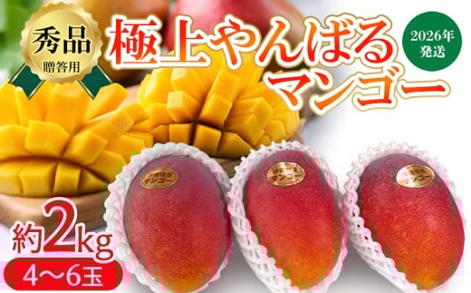 2026年発送【贈答用】極上やんばるマンゴー約2kg【秀品】 完熟 マンゴー 先行予約 冷蔵 大玉 家庭 贈答用 スイーツ スムージー プリン フルーツジュース 国産 フルーツ 果物 果実 南国 沖縄 ギフト 贈り物 プレゼント