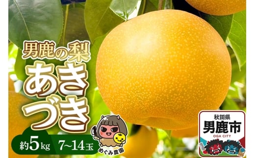 《先行受付》男鹿の梨 あきづき 約5kg 7～14玉 梨 秋田県 男鹿市 ＜めぐみ農園＞ 2026年10月上旬より発送 2155401 - 秋田県男鹿市