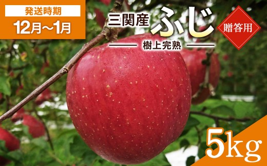 ＼樹上完熟で甘みが強い！／ 三関 りんご ふじ 5kg 贈答用 ふるさと納税 りんご 旬 ふじりんご 樹上 完熟 果物 フルーツ 秋田県 三関産 【三関果樹勉強会】[B5-3203]