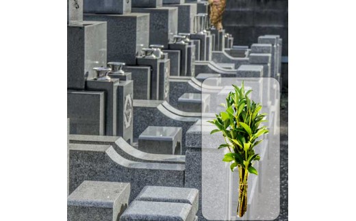 ［全12回］ お墓掃除定期便＋しきみ１対