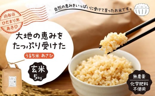【無農薬・化学肥料不使用】大地の恵みをたっぷり受けた うるち米　あさひ（玄米）5kg